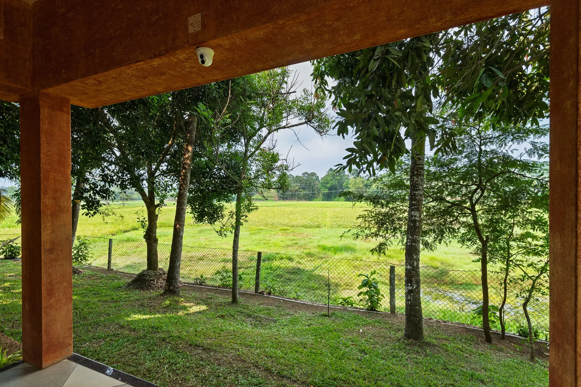 Green Paddy -2